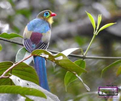 Luntur Sumatera (Apalharpactes mackloti)