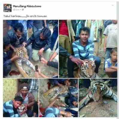 Manullang Adisutomo Menyiksa Hewan harimau
