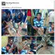 Menyiksa Hewan Manullang&nbsp;Adisutomo