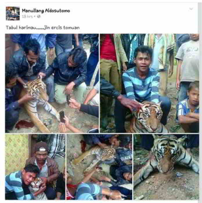 Manullang Adisutomo Menyiksa Hewan harimau
