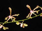 Anggrek Kalajengking (Arachnis flos-aeris)