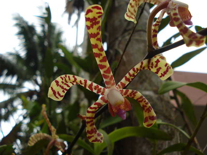 Anggrek Kalajengking (Arachnis flos-aeris)