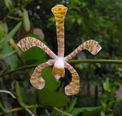 Anggrek Kalajengking (Arachnis flos-aeris)