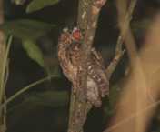 Celepuk Jawa (Otus angelinae)