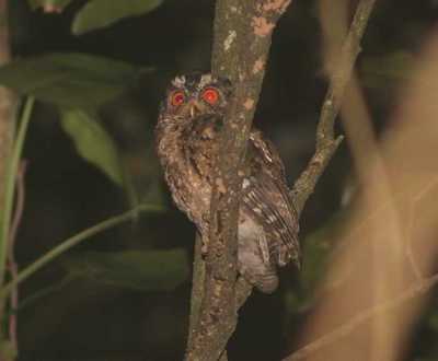 Celepuk Jawa (Otus angelinae)