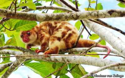 Kuskus Tutul Biak (Spilocuscus wilsoni)