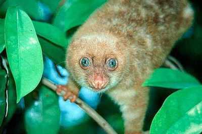 Kuskus Tutul Biak (Spilocuscus wilsoni)