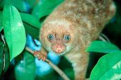 Kuskus Tutul Biak (Spilocuscus wilsoni)