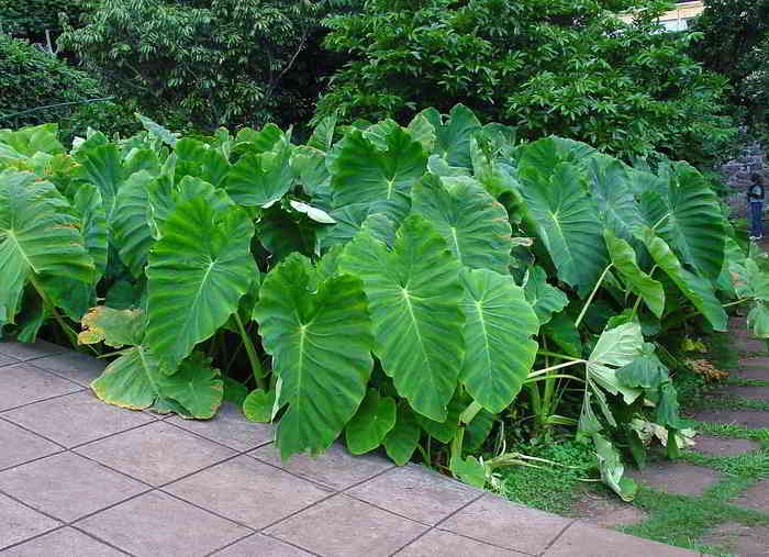 Talas Colocasia esculenta
