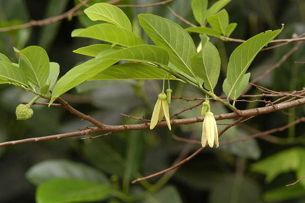 Bunga Srikaya Anona squamosa