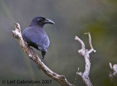 Gagak Hutan (Corvus enca)