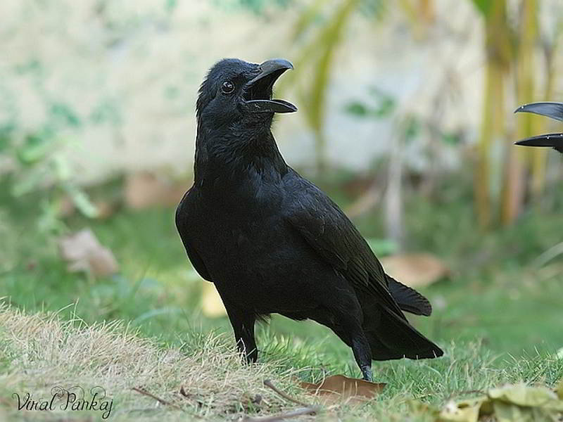 Gagak Kampung (Corvus macrorhynchos)© Pankaj Maheria