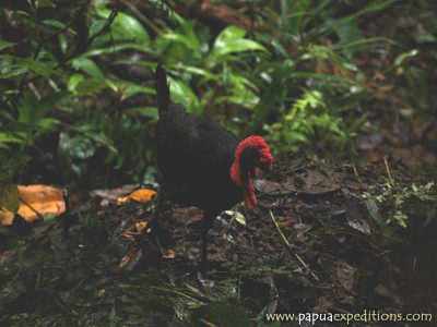 Maleo Waigeo (Aepypodius bruijnii)