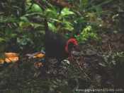 Maleo Waigeo (Aepypodius bruijnii)