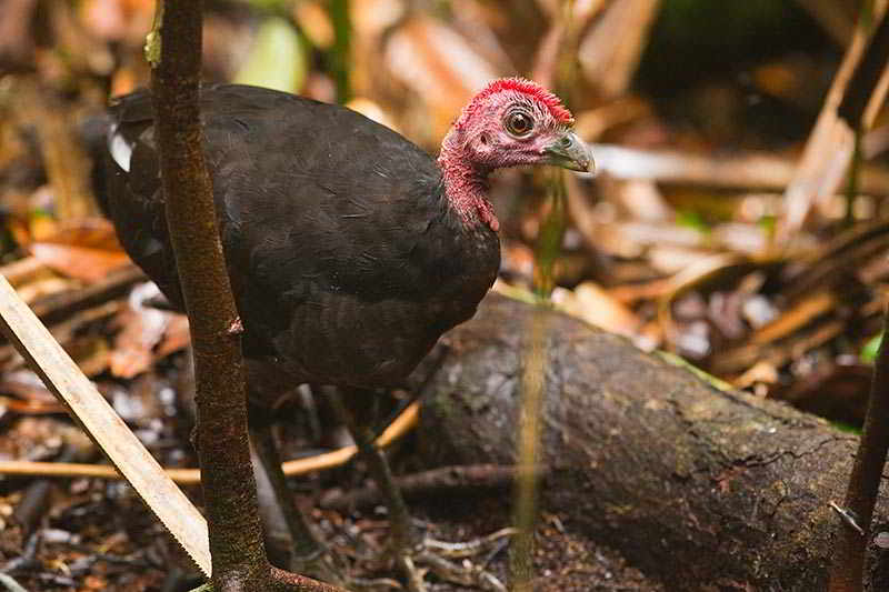 Maleo Waigeo (Aepypodius bruijnii)