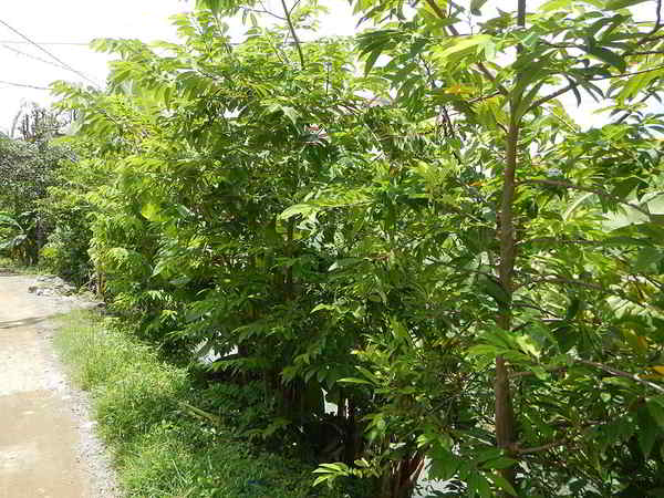 Pohon Srikaya Anona squamosa