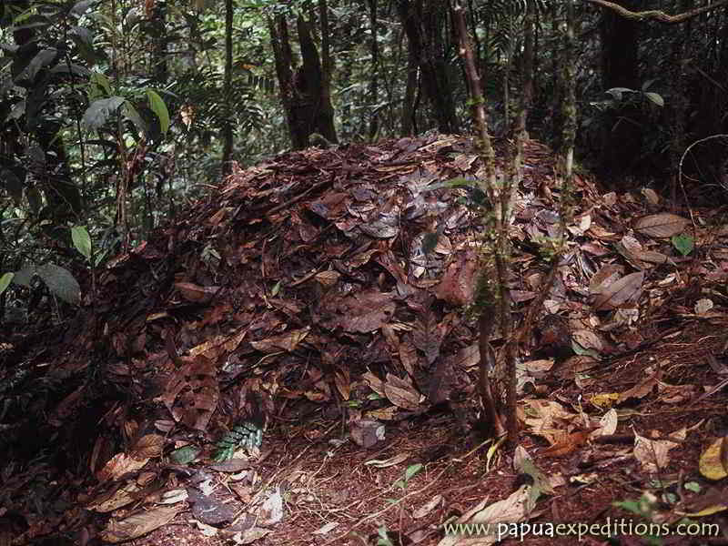 Sarang Maleo Waigeo (Aepypodius bruijnii)