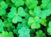 Semanggi Tumbuhan Paku