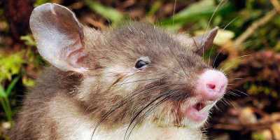 Tikus Hidung Babi (Hyorhinomys stuempkei)