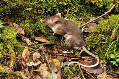 Tikus Hidung Babi (Hyorhinomys stuempkei)