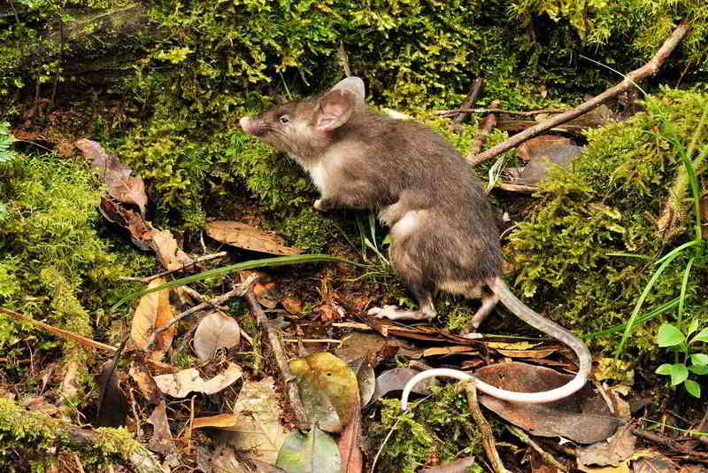 Tikus Hidung Babi (Hyorhinomys stuempkei)