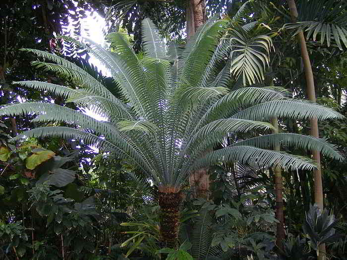 Tumbuhan Paku dari genus Dioon