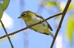 Kacamata Ambon (Zosterops kuehni)