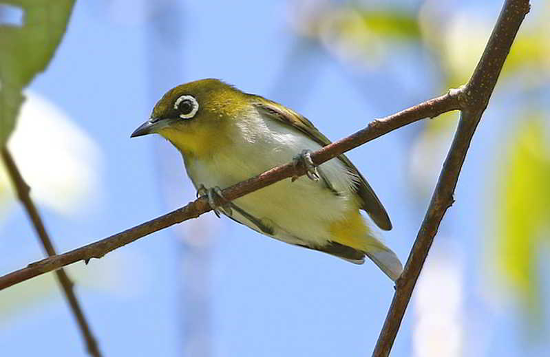 Kacamata Ambon (Zosterops kuehni)