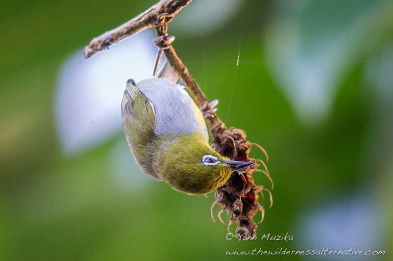 Kacamata Belukar (Zosterops everetti)