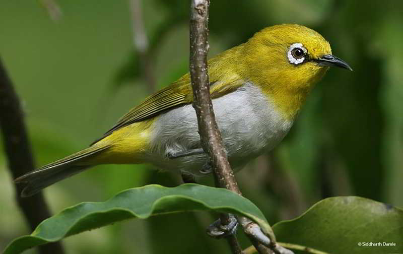 Kacamata Biasa (Zosterops palpebrosus)