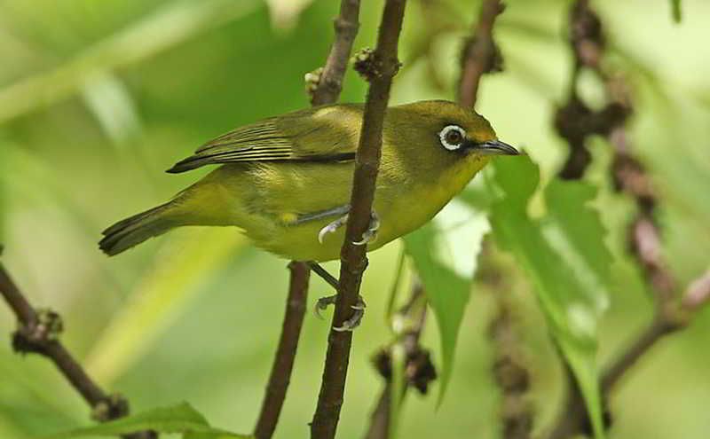 Kacamata Buru (Zosterops buruensis)