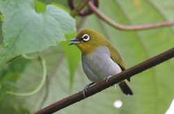 Kacamata Enggano (Zosterops salvadorii)