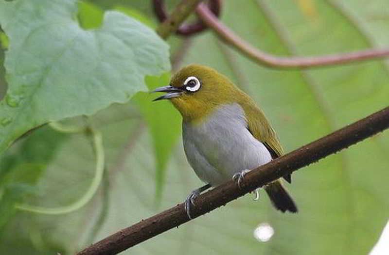 Kacamata Enggano (Zosterops salvadorii)