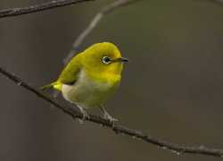 Kacamata Gunung (Zosterops montanus)