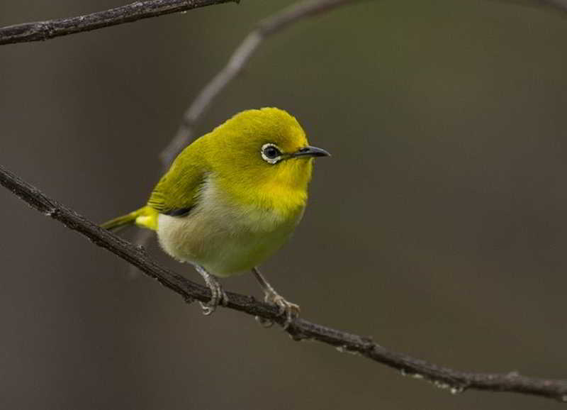 Kacamata Gunung (Zosterops montanus)