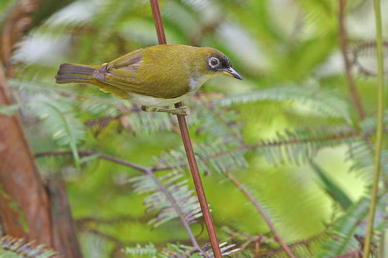 Kacamata Halmahera (Zosterops atriceps)