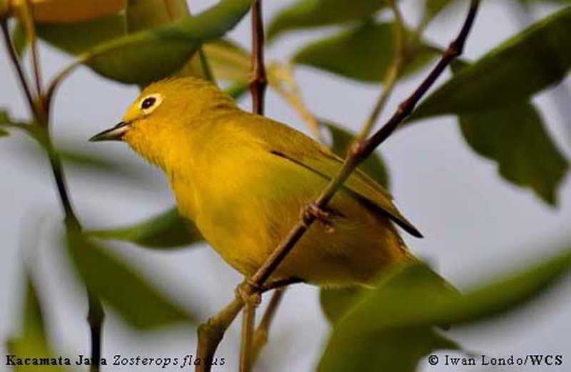 Kacamata Jawa (Zosterops flavus)