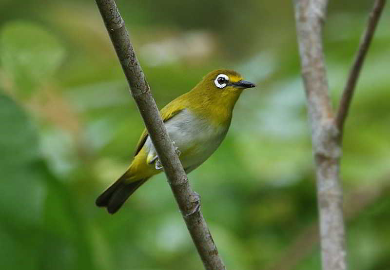 Kacamata Kai (Zosterops grayi)