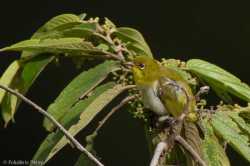 Kacamata Papua (Zosterops novaeguineae)