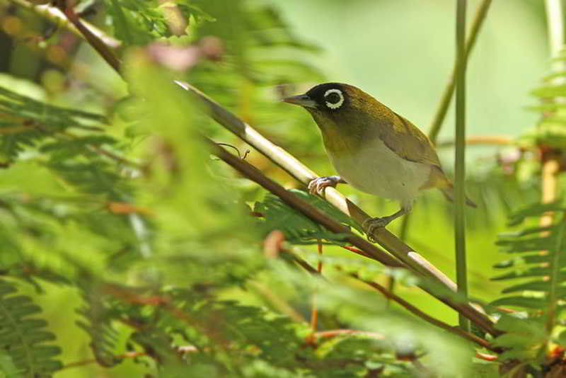 Kacamata Seram (Zosterops stalkeri)