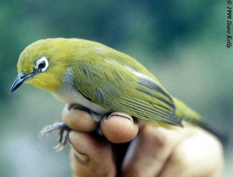 Kacamata Sulawesi (Zosterops consobrinorum)