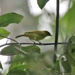 Kacamata Tual (Zosterops uropygialis)