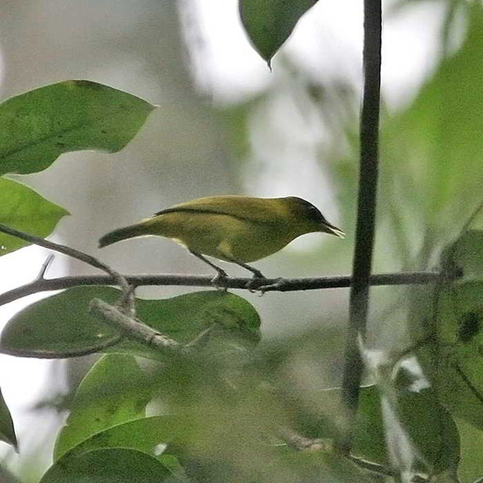 Kacamata Tual (Zosterops uropygialis)