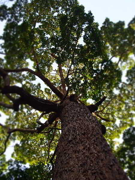 Pohon Ki Tenjo atau Mersawa Daun Lebar (Anisoptera costata Korth.)