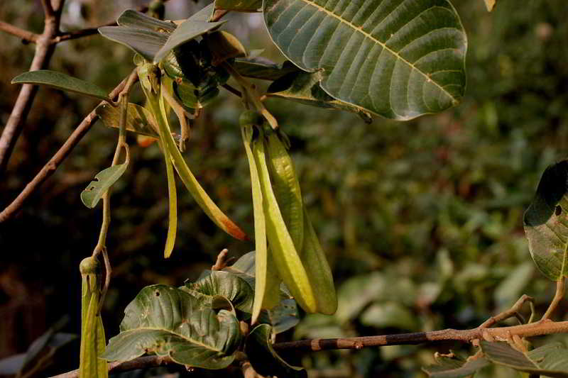 Ki Tenjo (Anisoptera costata Korth.)