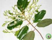 Pohon Ki Tenjo atau Mersawa Daun Lebar (Anisoptera costata Korth.) 