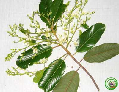 Pohon Ki Tenjo atau Mersawa Daun Lebar (Anisoptera costata Korth.)