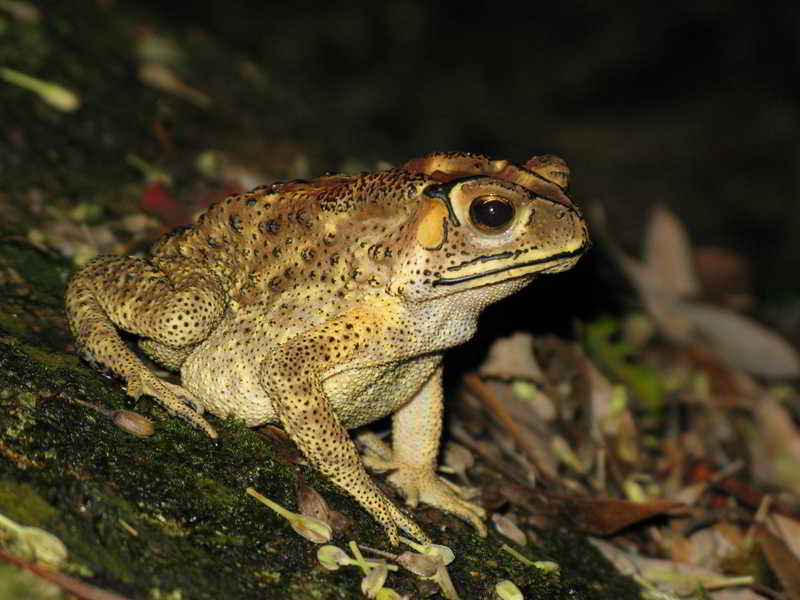 Kodok Berut (Duttaphrynus melanostictus)