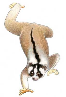 Kukang Jawa (Nycticebus javanicus) Stephen D. Nash