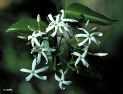 Melati Australia (Jasminum simplicifolium)